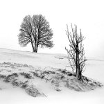 252 - TREES IN WINTER - GOELFF CLAUDE - luxembourg